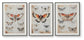 Ashley Express - Jossletts Wall Art Set (3/CN)